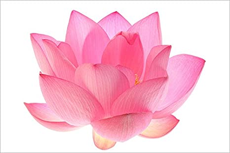national flower of india lotus