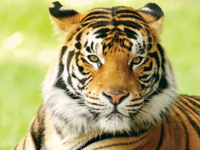 national animal of india tiger